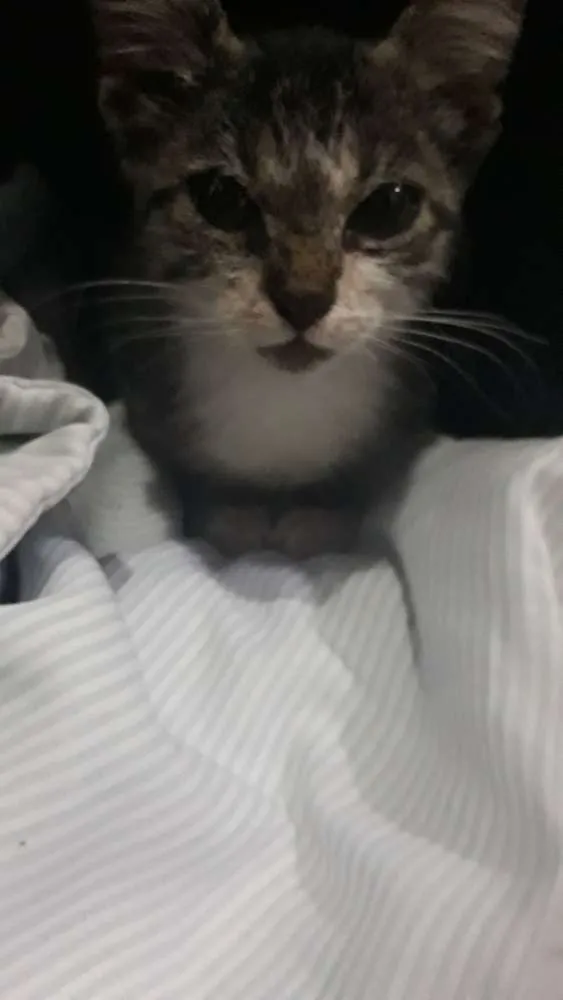Gato raça Vira-lata  idade Abaixo de 2 meses nome Não tem nome 