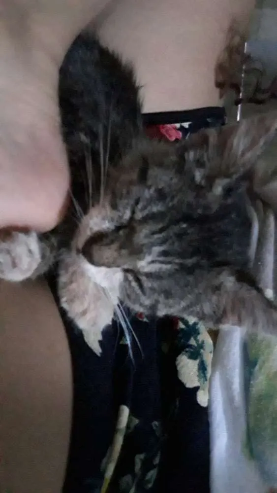 Gato raça Vira-lata  idade Abaixo de 2 meses nome Não tem nome 