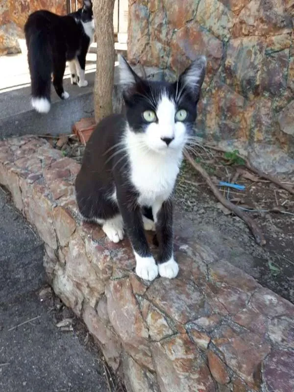 Gato ra a SRD idade 2 a 6 meses nome GABRIEL