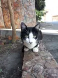 GABRIEL