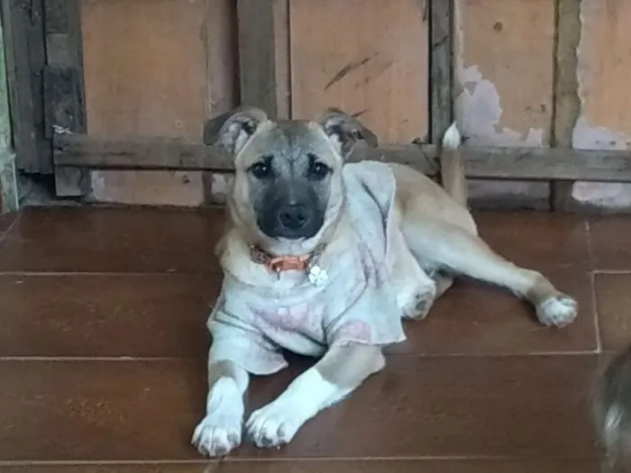 Cachorro ra a SRD idade 7 a 11 meses nome Vitinho