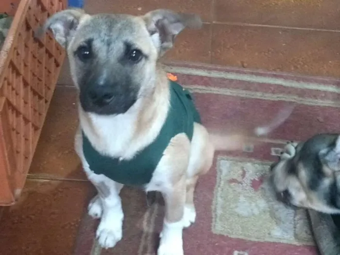 Cachorro ra a SRD idade 7 a 11 meses nome Vitinho