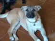 Vitinho