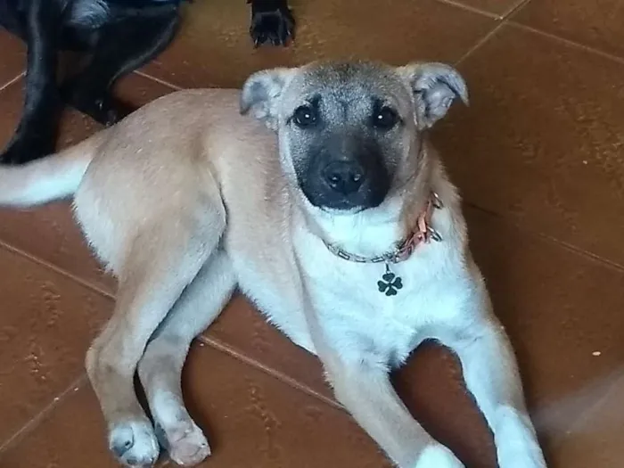 Cachorro ra a SRD idade 7 a 11 meses nome Vitinho