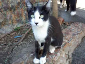Gato raça SRD idade 2 a 6 meses nome GABRIEL