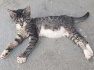 Gato raça Vira-lata  idade Abaixo de 2 meses nome Não tem nome 