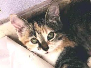 Gato raça SRD idade 2 a 6 meses nome Wanda