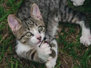 Gato raça SRD idade 2 a 6 meses nome Rocket