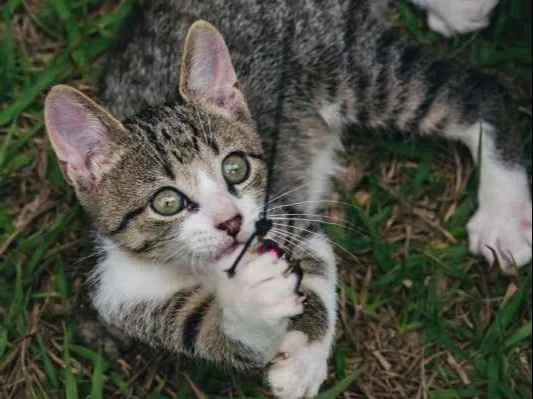 Gato ra a SRD idade 2 a 6 meses nome Rocket