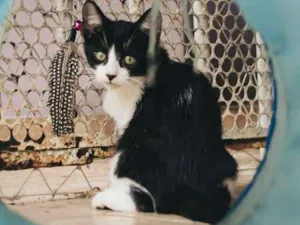 Gato raça SRD idade 2 a 6 meses nome Wade