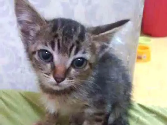 Gato ra a Srd idade 2 a 6 meses nome Dedeu