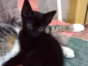 Gato raça Srd idade 2 a 6 meses nome Gordinho