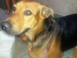 Cachorro raça Não sei  idade 2 anos nome Não sei coloquei viv