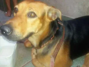 Cachorro raça Não sei  idade 2 anos nome Não sei coloquei viv