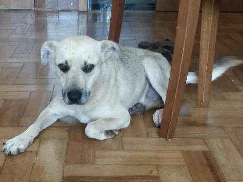 Cachorro ra a Vira lata idade  nome Sem nome