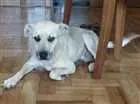 Cachorro raça Vira lata idade  nome Sem nome