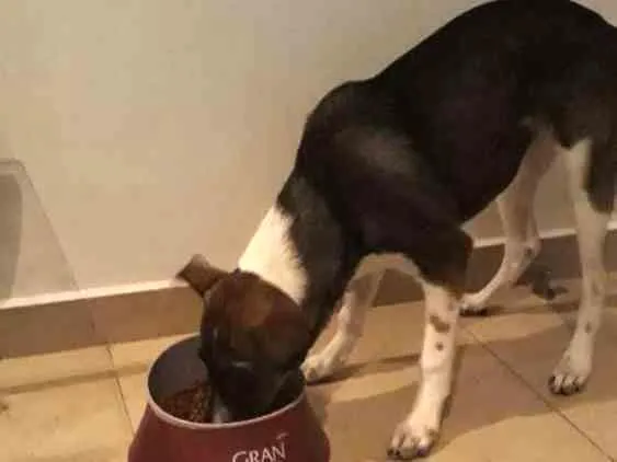 Cachorro ra a SRD idade 2 a 6 meses nome Sasha