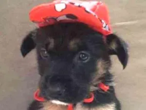 Cachorro raça srd idade 2 a 6 meses nome tita, kiko e kako