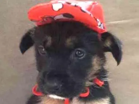 Cachorro ra a srd idade 2 a 6 meses nome tita, kiko e kako
