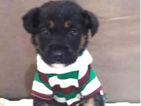 Cachorro ra a srd idade 2 a 6 meses nome tita, kiko e kako