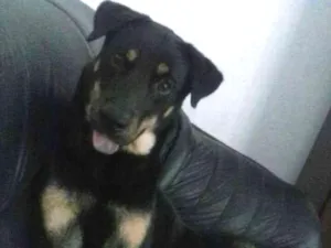 Cachorro raça Srd idade 3 anos nome Ruc