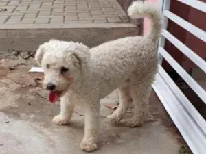 Cachorro raça Poodle idade 2 anos nome Desconhecido