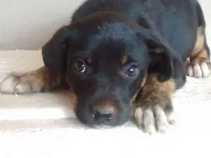 Cachorro raça Srd idade 2 a 6 meses nome Bebezinha