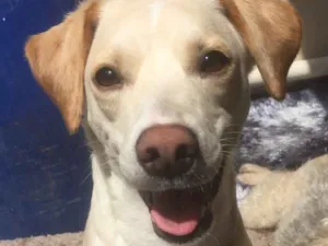 Cachorro raça Srd idade 1 ano nome Nina