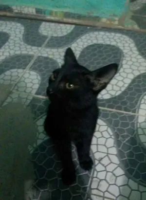 Gato raça gato idade 2 a 6 meses nome não tem