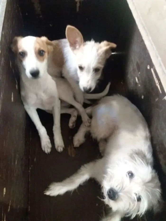 Cachorro raça Poodle mestiço mistura de raça idade 2 a 6 meses nome Sem nome