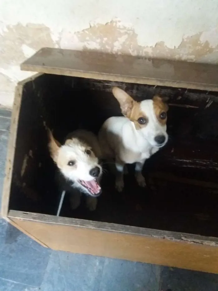 Cachorro raça Poodle mestiço mistura de raça idade 2 a 6 meses nome Sem nome