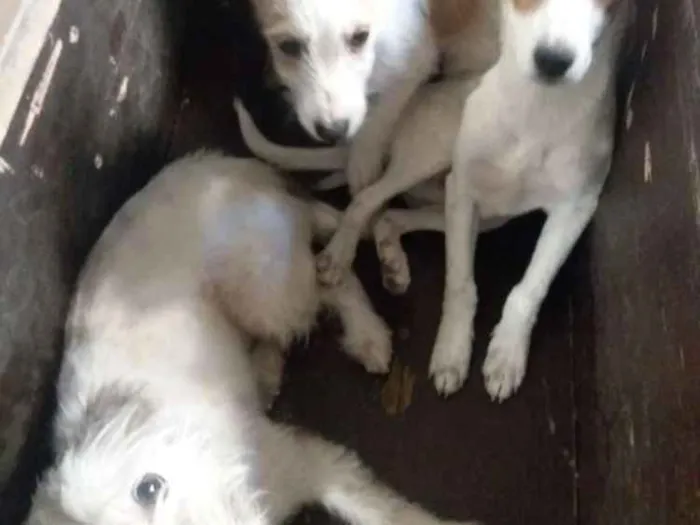 Cachorro raça Poodle mestiço mistura de raça idade 2 a 6 meses nome Sem nome