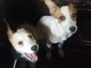 Cachorro raça Poodle mestiço mistura de raça idade 2 a 6 meses nome Sem nome