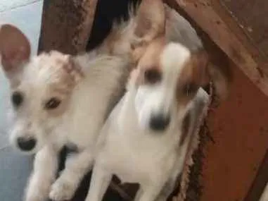 Cachorro raça Poodle mestiço mistura de raça idade 2 a 6 meses nome Sem nome