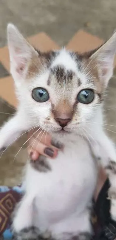 Gato ra a Vira-Latas idade Abaixo de 2 meses nome Sem Nome