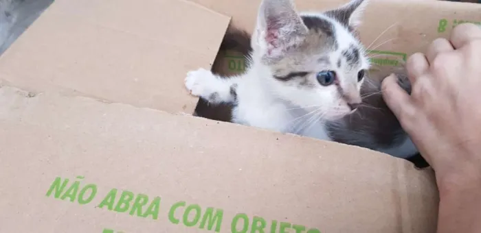 Gato ra a Vira-Latas idade Abaixo de 2 meses nome Sem Nome