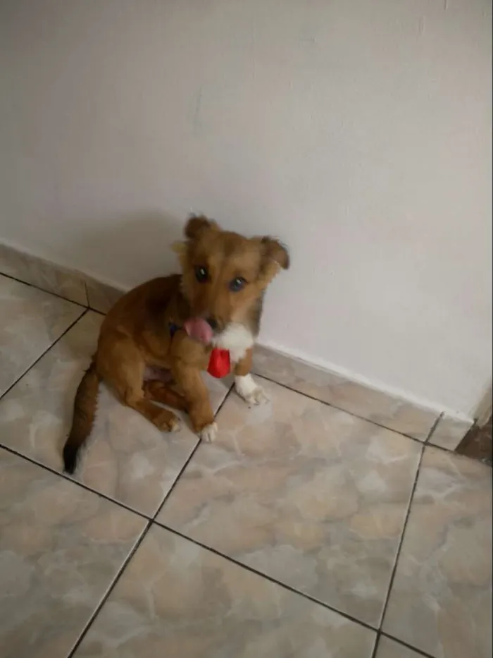 Cachorro ra a Viralata idade 2 a 6 meses nome Beethoven