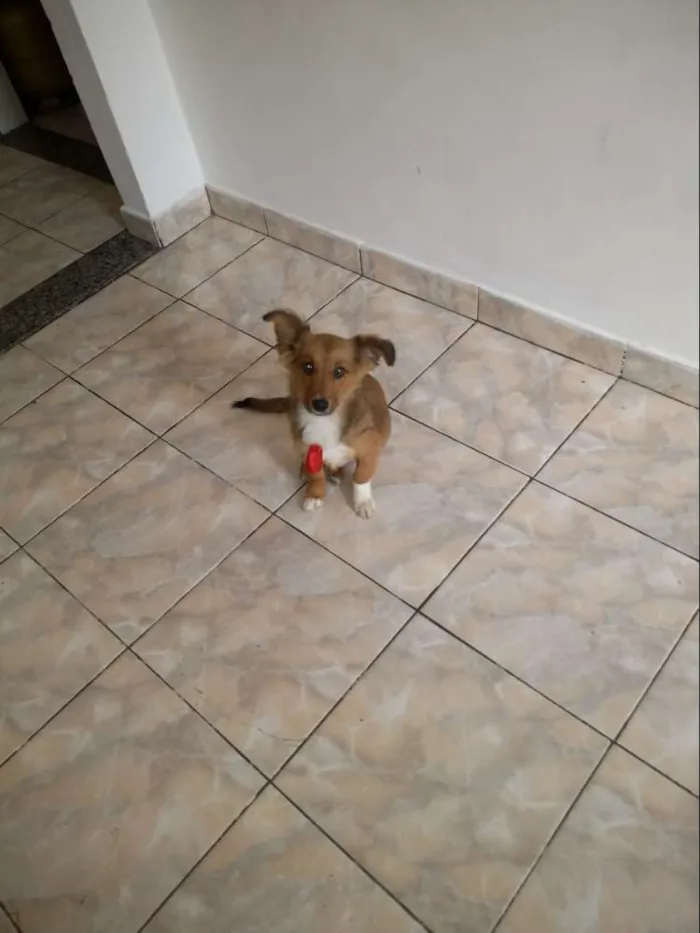 Cachorro ra a Viralata idade 2 a 6 meses nome Beethoven
