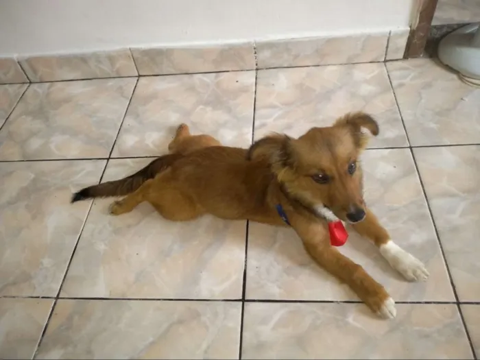 Cachorro ra a Viralata idade 2 a 6 meses nome Beethoven