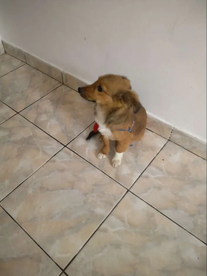 Cachorro ra a Viralata idade 2 a 6 meses nome Beethoven