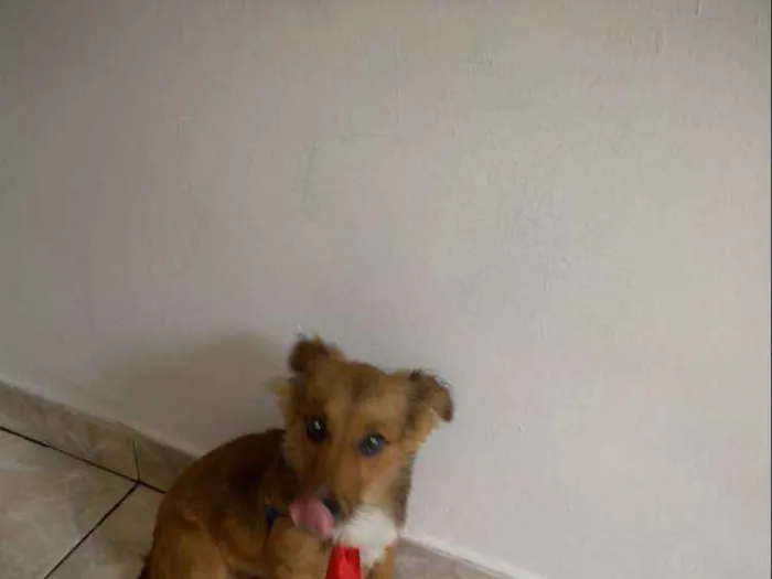 Cachorro ra a Viralata idade 2 a 6 meses nome Beethoven