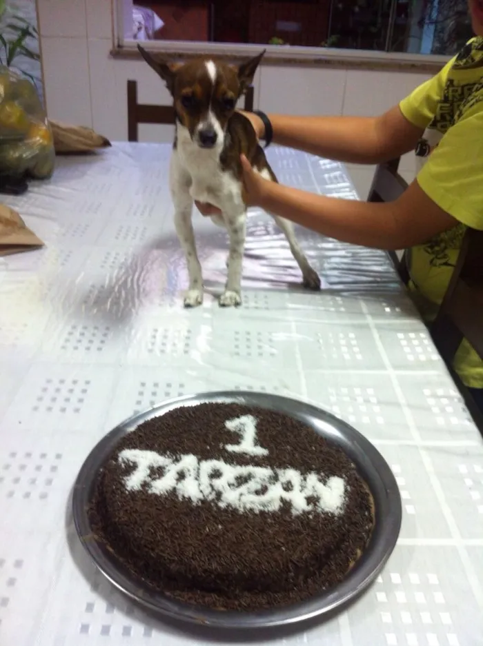 Cachorro ra a Pintcher misturado com Chiwawa idade 4 anos nome Tarzan