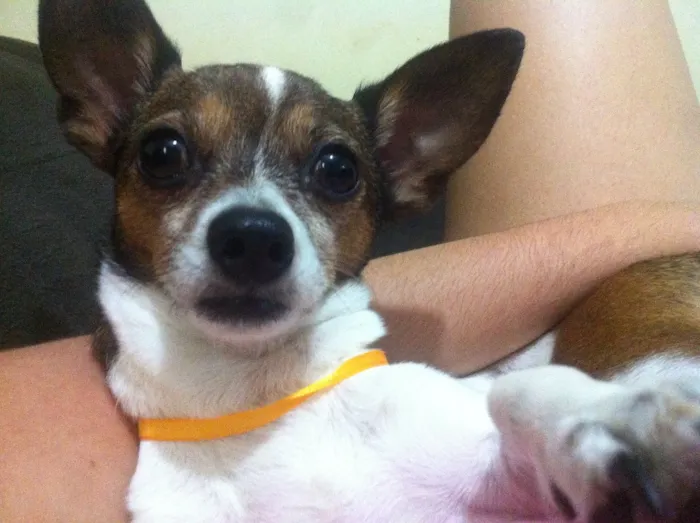 Cachorro ra a Pintcher misturado com Chiwawa idade 4 anos nome Tarzan