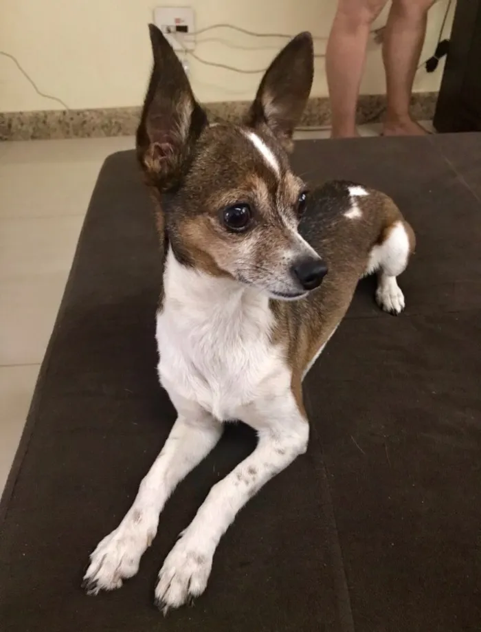 Cachorro ra a Pintcher misturado com Chiwawa idade 4 anos nome Tarzan