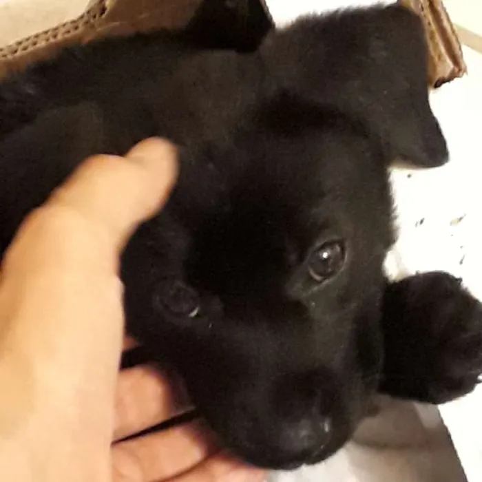 Cachorro ra a Mestiço  idade Abaixo de 2 meses nome Ziggy