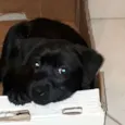 Ziggy