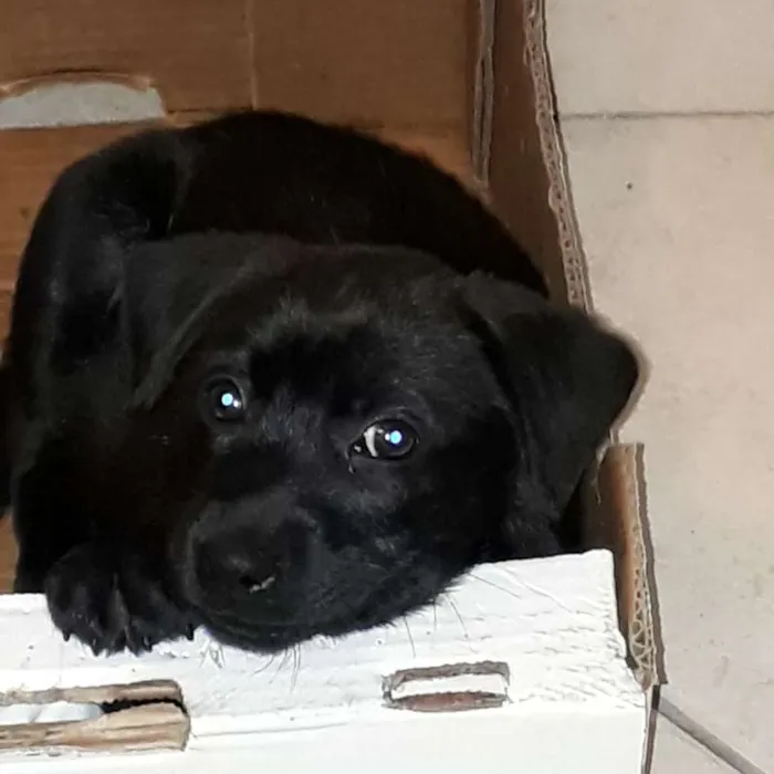 Cachorro ra a Mestiço  idade Abaixo de 2 meses nome Ziggy