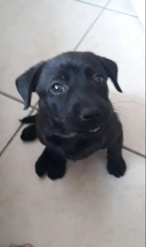 Cachorro ra a Mestiço  idade Abaixo de 2 meses nome Ziggy