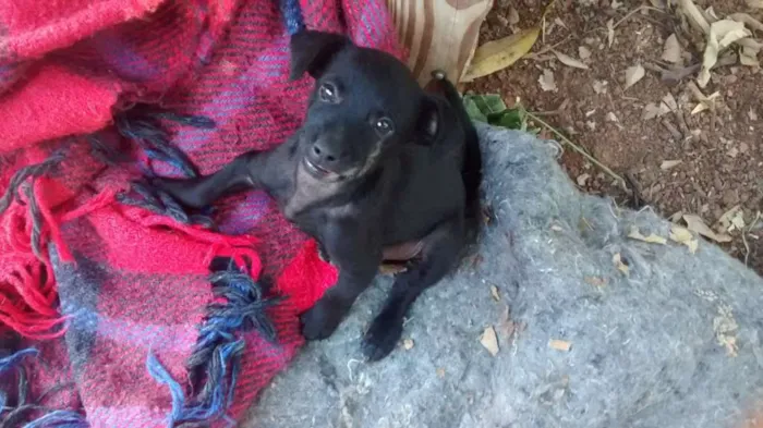 Cachorro ra a Srd idade 2 a 6 meses nome Não tem