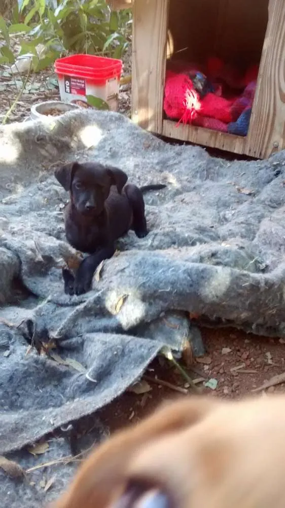 Cachorro ra a Srd idade 2 a 6 meses nome Não tem